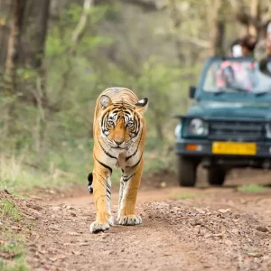 India Tiger Tour
