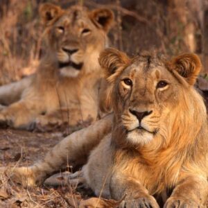 Wildlife Safari in Gujarat