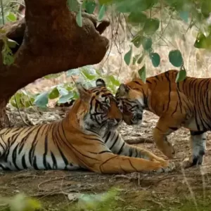 Golden Triangle & Majestic Tiger