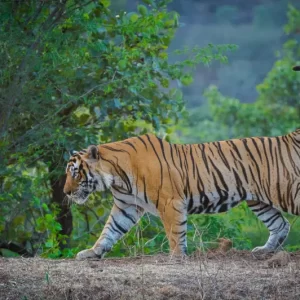 Karnataka Wildlife Safari Tour